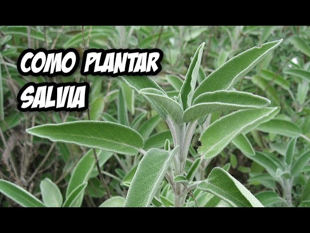 Cómo Cultivar Salvia Blanca  Cultivo de plantas, Fertilizante para  plantas, Jardineria y plantas