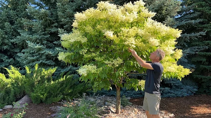 Japanese Tree Lilac: Snowdance, Ivory Silk and Copper Curls - DayDayNews
