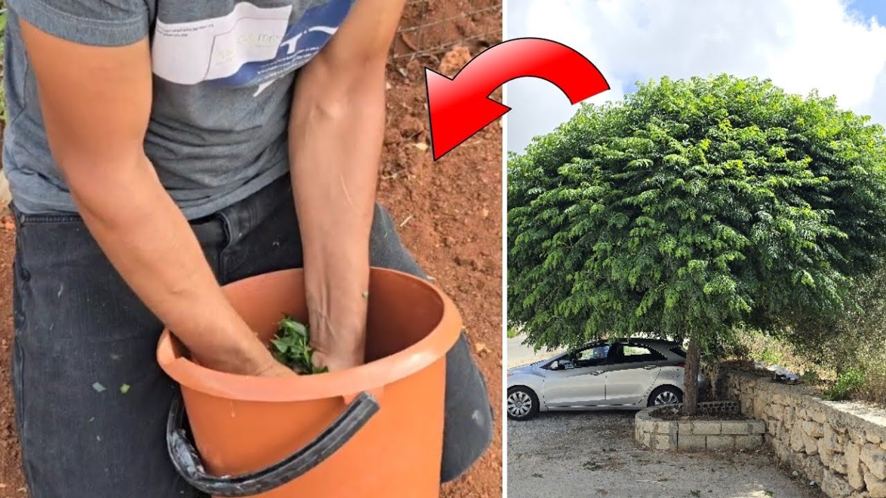 Листья этого дерева, если их использовать в качестве удобрения для роста, представляют собой наст...