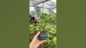 真柏 #童子功济州真柏 #真柏基地 #柏树盆景 #juniper