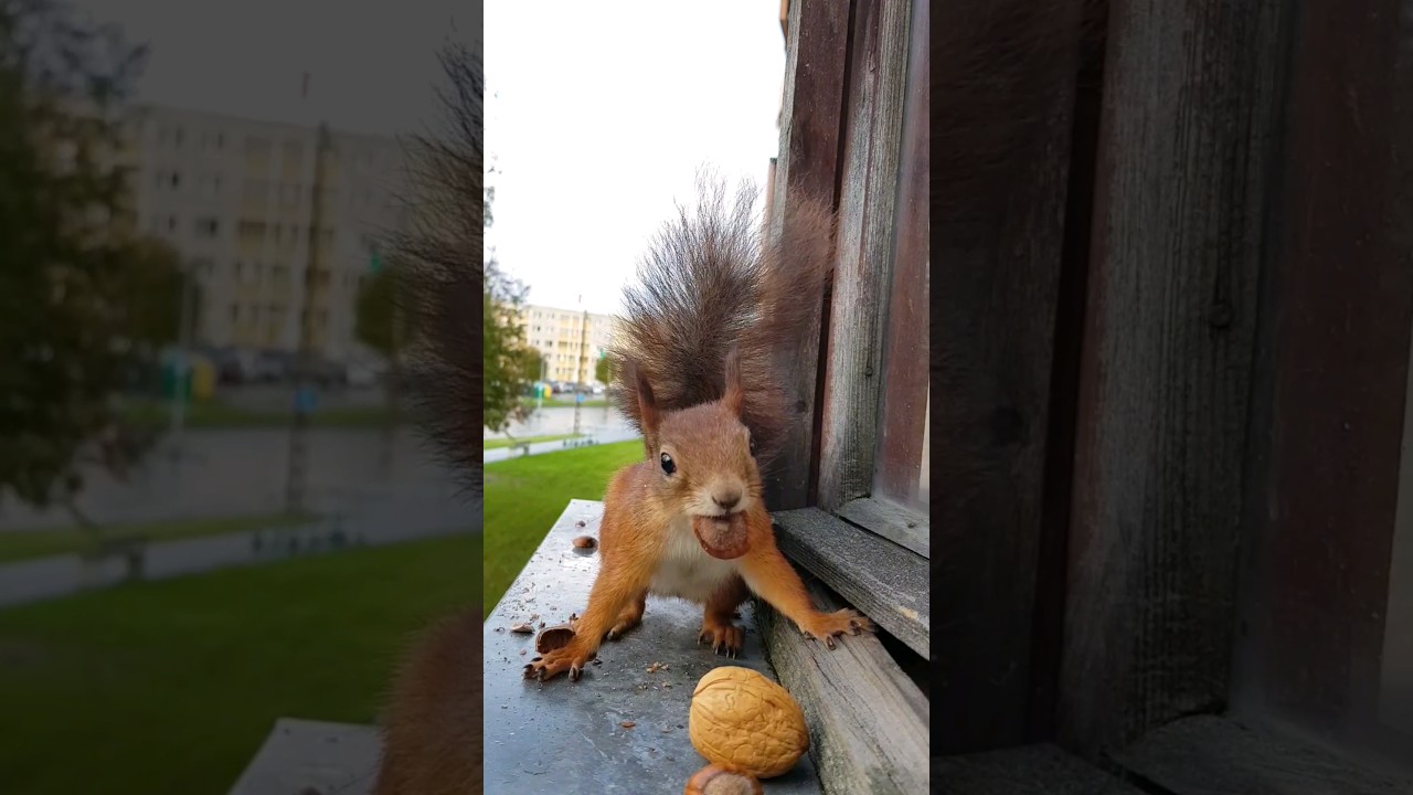 Close Encounter with a Curious Red Squirrel!