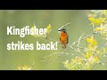 Wildlife Photography | Kingfisher strikes back!