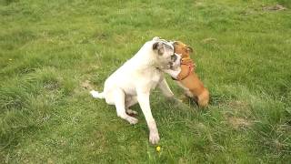 Zuza I Basar - Zabawy Szczeniaków Cz. 2