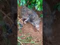 括り罠に掛かった猪🐗　オス　体長83cm 2022/12/16 #有害鳥獣駆除