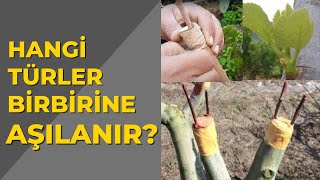 Hangi Türler Birbirine Aşılanır ? Resimi