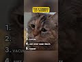 TOP 5 FUNNY CAT CLIPS!#animallovers #fyp #meme #animallife #funny #funnymemes