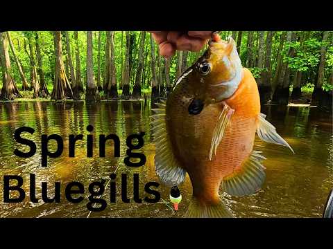Spring Fishing for Bluegills and Red Ear Shellcrackers