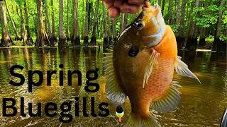 Spring Fishing for Bluegills and Red Ear Shellcrackers