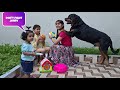 funny dog video | cute dog and babies are best friends |