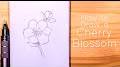 Video for Cherry blossom drawing