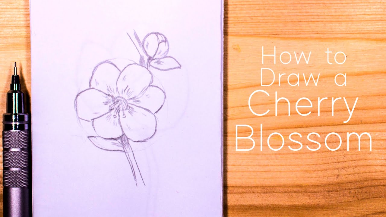 How to Draw Cherry Blossom (Sakura) : Step by Step for Beginners