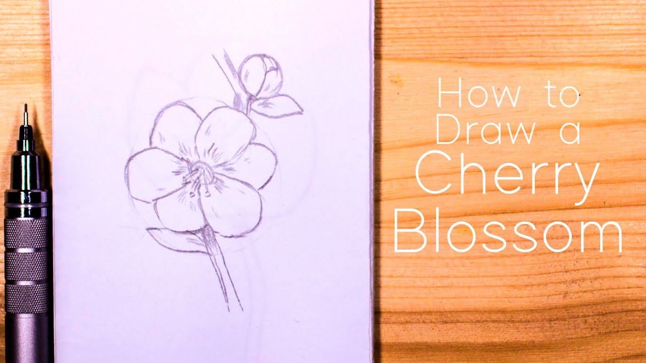 How to Draw a Sakura Cherry Blossom  Step by Step for Beginners  JeyRam  Spiritual Art