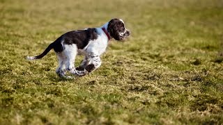 The Benefits of Employing English Springer Spaniels in Drug Detection