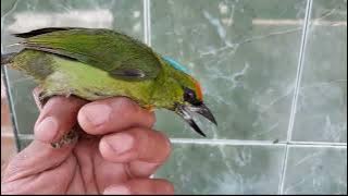 Tips membedakan burung takur tohtor jantan dan betina