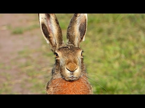 Очень Дружелюбный Заяц-русак