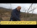 أسرار التقليم كيفية تقليم شجرة الرمان مثل المحترفين قناة الظهرة الفلاحية 