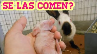 Por que los conejos se comen a sus crías? by Vida de un conejo 4,308 views 4 months ago 6 minutes, 28 seconds