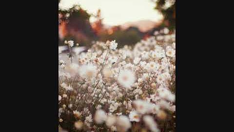 القارئ أحمد العجمي سورة الفجر حالات قرآن Ahmed Al Ajmi Surah Al-Fajr