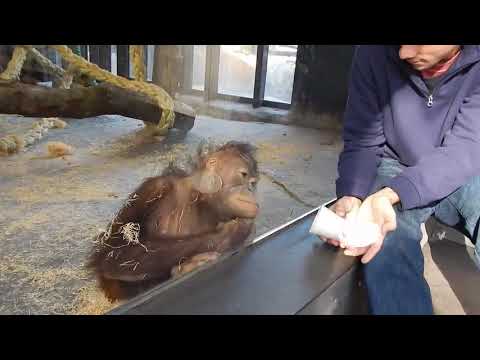 Monkey Sees A Magic Trick  बंदर एक जादू क