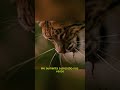 Os Animais Mais Bizarros da Natureza #curiosidades #animais