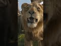 #slowed sher ki #viralvideo loin king mupasha ki#youtubeshorts #funny #viralshorts #funnyvideo