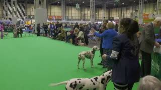 Crufts 2024 Junior Dog Dalmatian Dalamanti Duke’s Legend JW