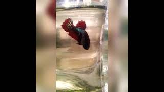 Crowntail Plakat Betta Fish Red Devil