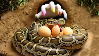 Stop Motion ASMR - Catch Big Python Snake Egg Cocodile hole Primitive Cooking Mukbang | Cuckoo