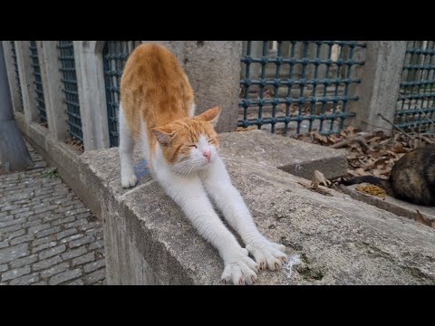 Video: Je, unaweza kutumia mchanganyiko wa kitten kwa squirrels za watoto?