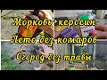 Морковь не полю/ Ужин на мангале/ Новые растения/ Дела огородные