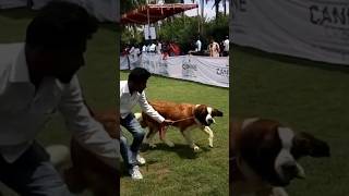 St. Bernard Dog Show #shorts #saintbarnard #dog