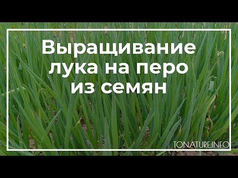 Выращивание лука на перо из семян | toNature.Info