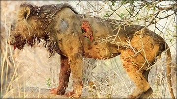 Sư Tử & Những Trận Quyết Chiến Đến Ch-ế-t