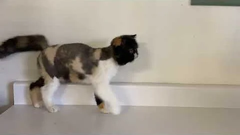 Watch the video about Calico Exotic Shorthair