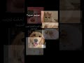 هاوستير انليمتد