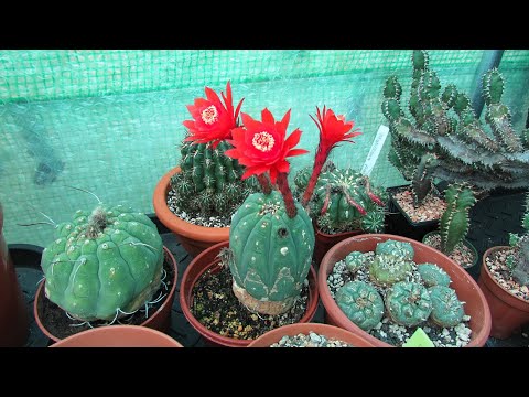 ვიდეო: Matucana Cactus-ის მცენარის ინფორმაცია: როგორ მოვუაროთ მატუკანას კაქტუსის ჯიშებს