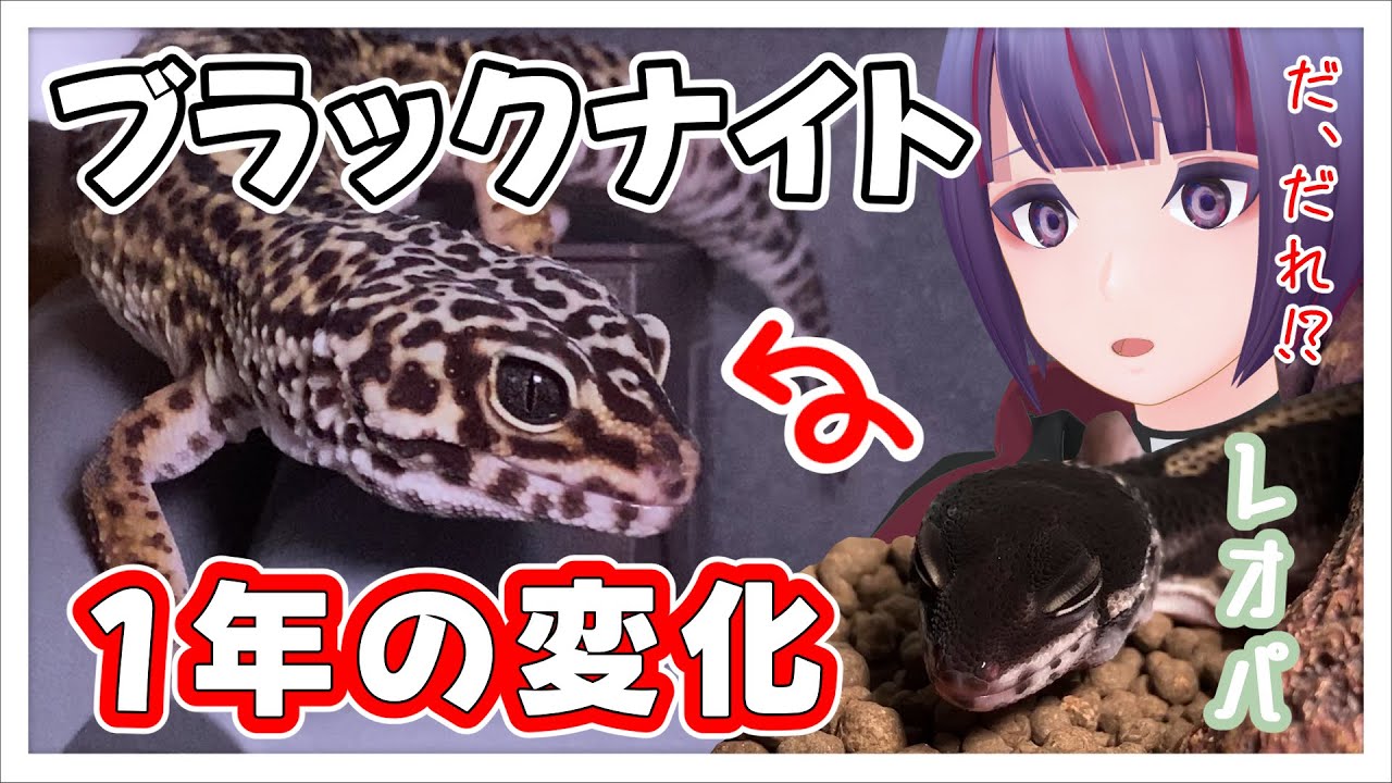 【レオパ】お迎えしてから1年強が経過したブラックナイトの変化が、驚愕の変貌だった...！？！？【VTuber/個人勢/個人VTuber/爬虫類/レオパ/ヒョウモントカゲモドキ/レオパードゲッコー】