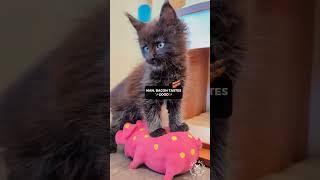 2023 Cute Cat Videos Compilation 😹🥹 | Maine Coons Cats #funnycatvideos by SlowBlink Maine Coons 260 views 6 months ago 1 minute, 19 seconds