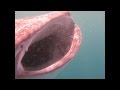 SIX whale sharks feeding - nearly got swallowed