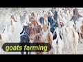 Bakra farming in pakistan l goat farm