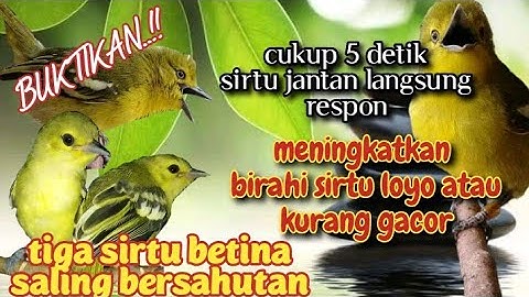 cara agar sirtu cepat gacor,cukup putar video ini// 3 ekor sirtu betina saling bersahutan.
