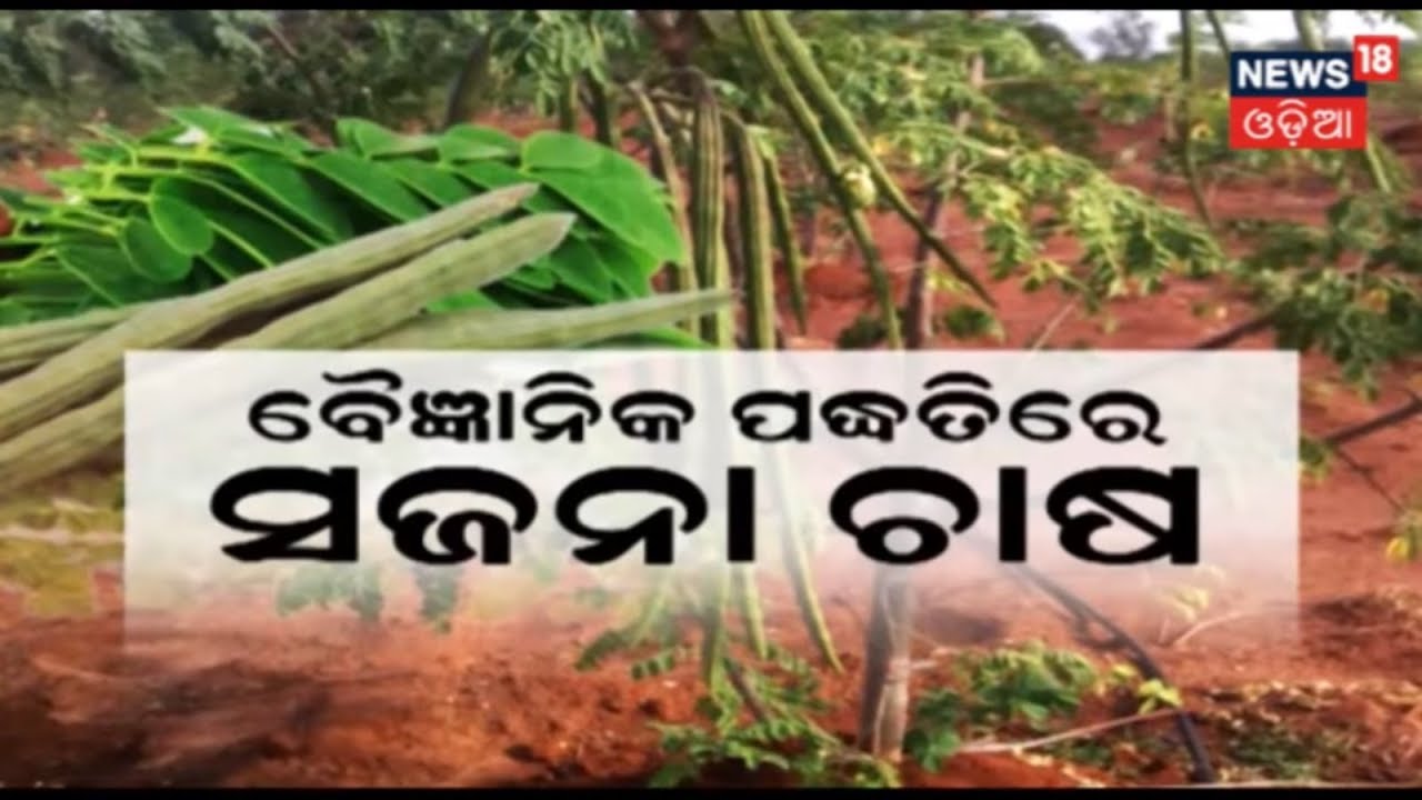 ବୈଜ୍ଞାନିକ ପଦ୍ଧତିରେ ସଜନା ଚାଷ : Agriculture Program ANNADATA | March 4, 2019