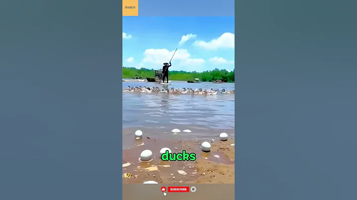 China’s Genius Duck Farming System That Turns Bad Eggs Into Profit! 🦆💰#farming