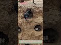 Free-Range Hen Guards Her Authentic Farm Eggs in a Natural Nest