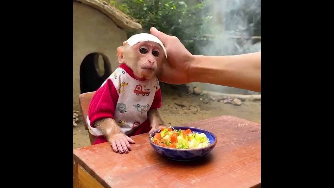 So sad! Dad made soup for monkey Annie when she was sick! _ Mini cooking