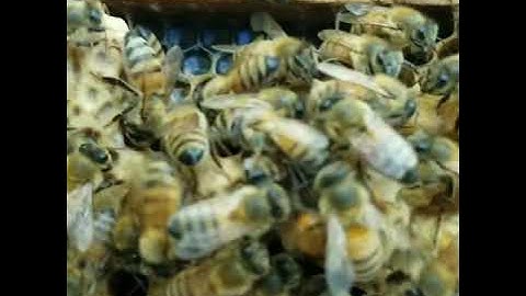 Video of a virgin queen that just hatched.