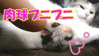 猫の肉きゅうプニプニがたまらなく癒される♪　Dora-kichi getting relaxed with soft Neko-Cat 's paws