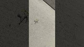 Praying Mantis On Our Walk This Morning