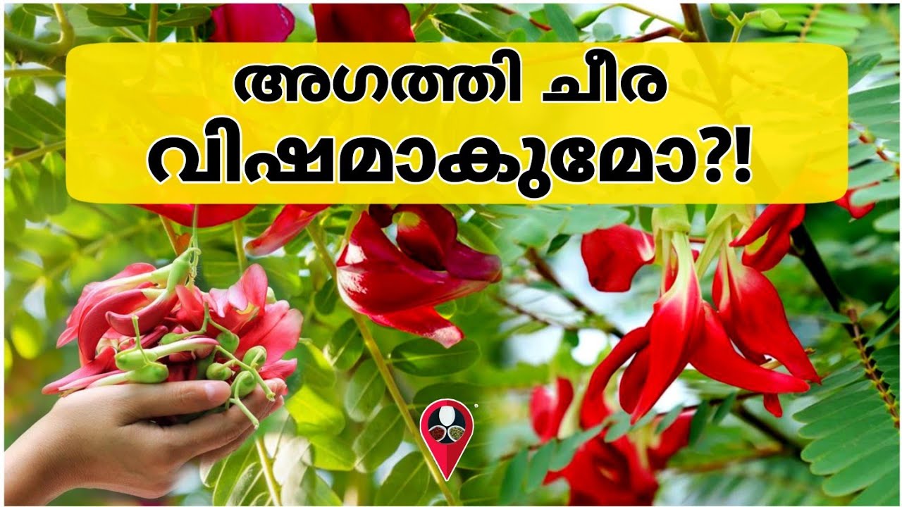 അഗത്തി ചീര അറിയേണ്ടതെല്ലാം | ഈ ചീര ഗുണമോ ദോഷമോ | Cheera gunangal | agathi keerai | Cheera thoran