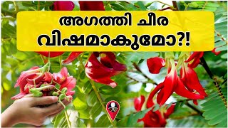 അഗതത ചര അറയണടതലല ഈ ചര ഗണമ ദഷമ Cheera Gunangal Agathi Keerai Cheera Thoran